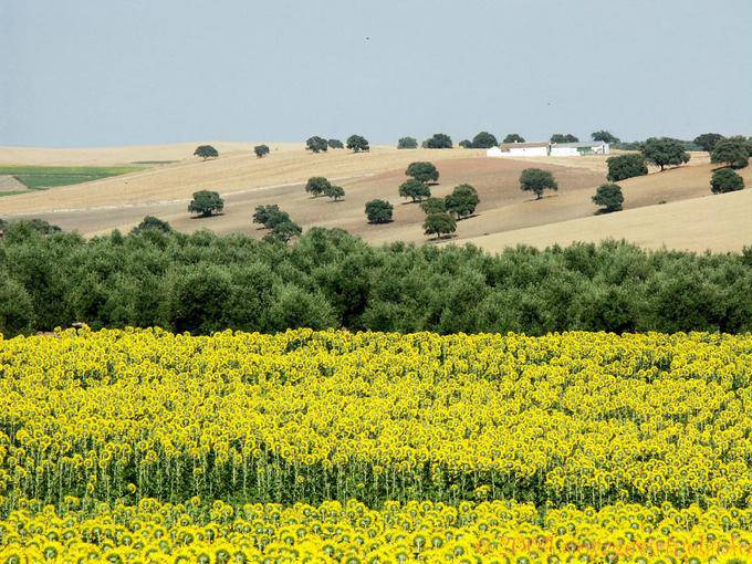 Paesaggio andaluso, Almodovar Del Rio - Spagna
