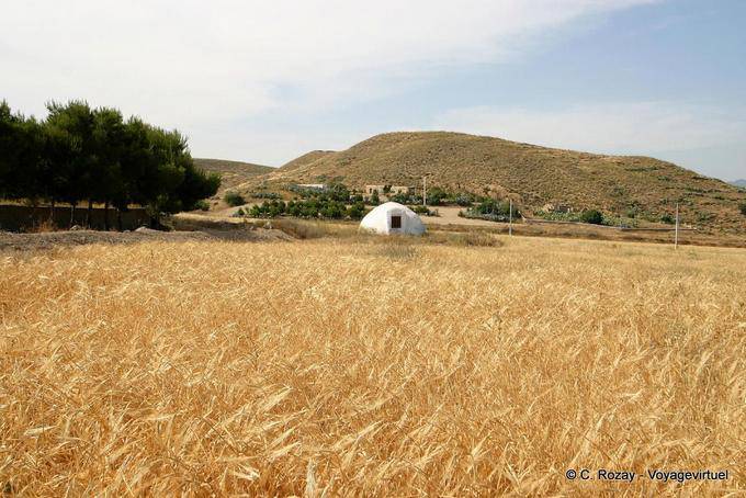 Campo di grano, Cabo de Gata - Spagna, Andalusia