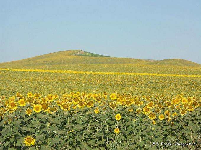 Girasoli, Carmona - Spagna, Andalusia
