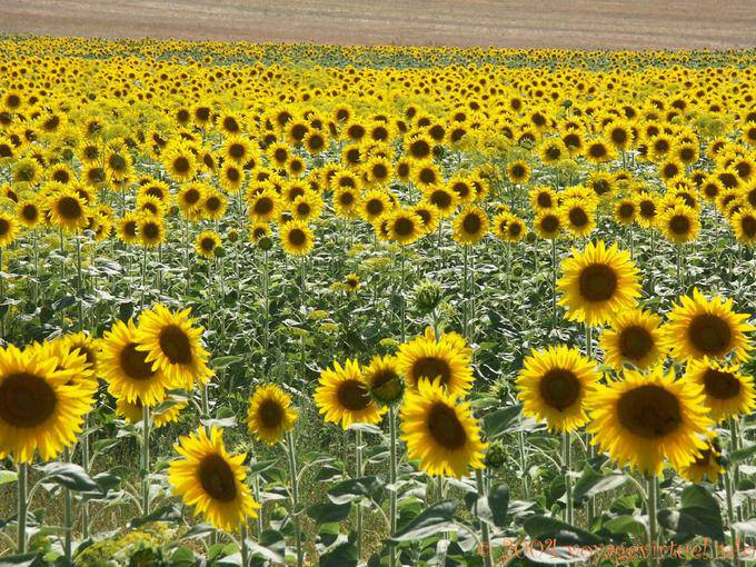 Girasoli Fiori - Spagna