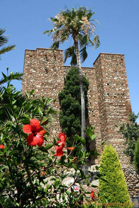 Palma di fronte a una torre del Alcazaba, Malaga - Spagna, Andalusia