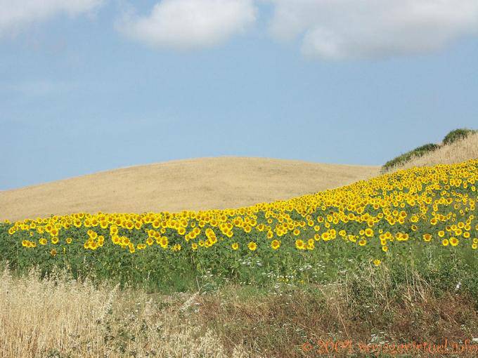 Campo di girasoli, Vejer de la Frontera - Spagna