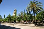 Nel giardino del Patio de los Naranjos, Cordoba, Spagna.