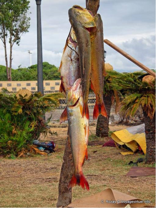 Pesca dall'aeroporto, Buenos Aires - Argentina