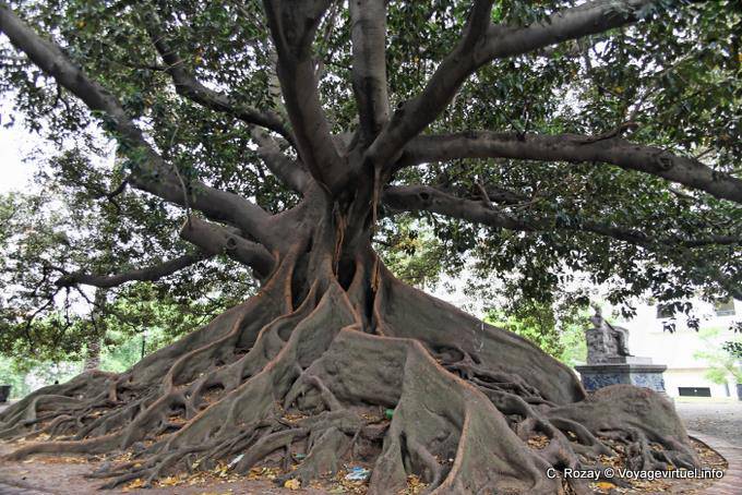 Piazza San Martino di Tours, albero gigante, Buenos Aires - Argentina