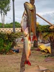 Pesca dall'aeroporto, Buenos Aires, Argentina.