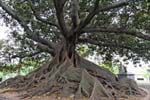 Piazza San Martino di Tours, albero gigante, Buenos Aires, Argentina.