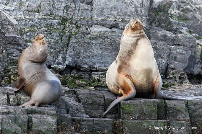 Leoni marini (Otaria flavescens), Ushuaia - Argentina