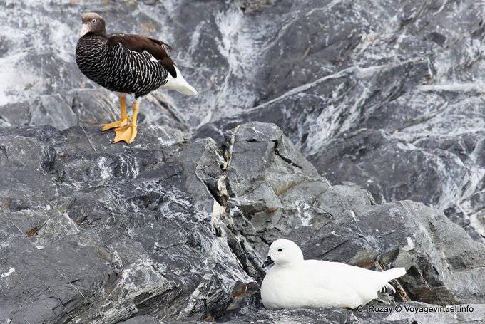 Coppia oche marine (Chloephaga hybrida), Ushuaia - Argentina