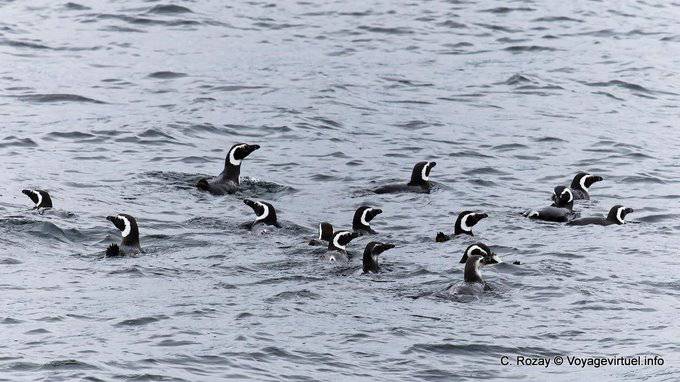 Magellano nuoto Penguin in (Spheniscus magellanicus), Ushuaia - Argentina