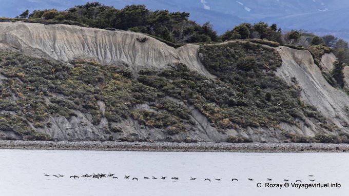 Cormorani volano davanti a una rupe, Ushuaia - Argentina