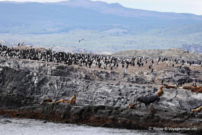 Isola abitata da cormorani e leoni marini, Beagle, Ushuaia - Argentina