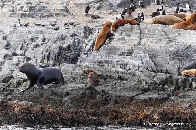 Leoni dalla criniera, Canale di Beagle, Ushuaia - Argentina