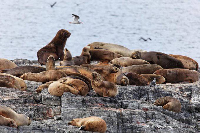Marinai Lions isola sul Canale di Beagle, Ushuaia - Argentina