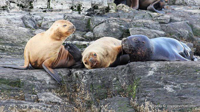 Tierra del Fuego, leoni marini criniera, Ushuaia - Argentina