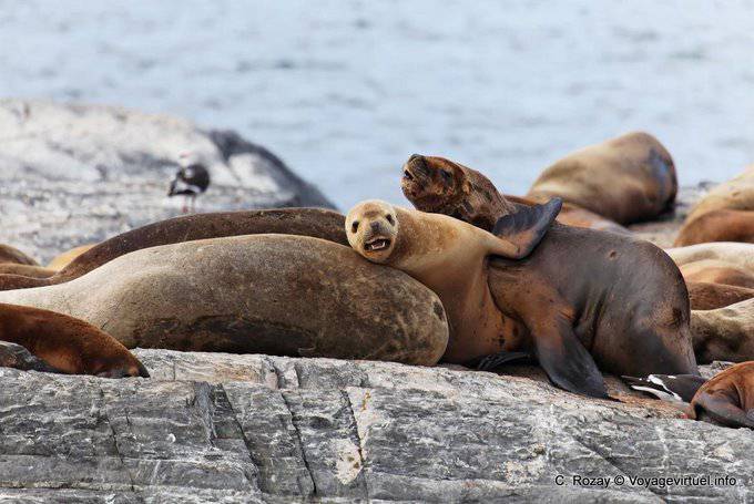 Leone del bambino marine, Ushuaia - Argentina