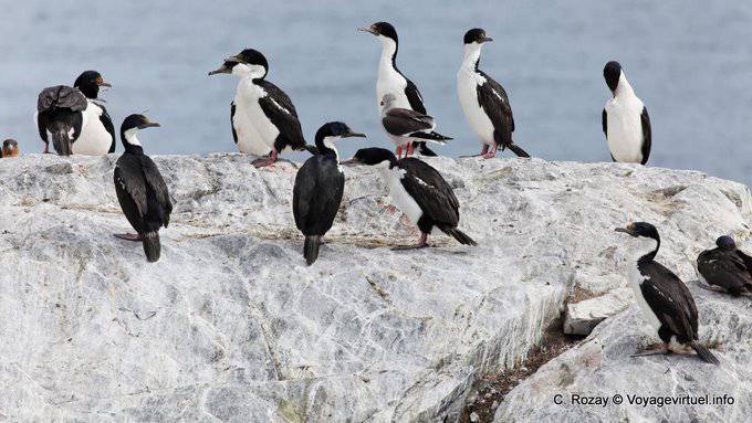 Ushuaia, cormorani reali, Canale di Beagle - Argentina