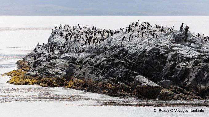 Isola di scopa, Ushuaia, Canale di Beagle - Argentina