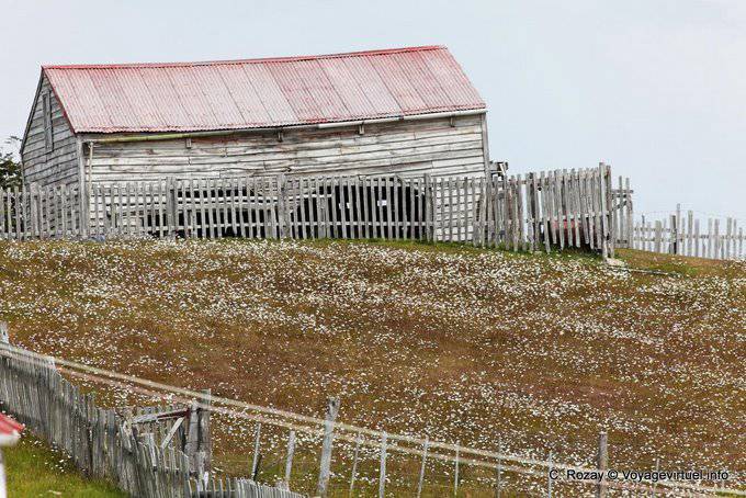 Campo fiorito, Estancia Harberton, Ushuaia - Argentina