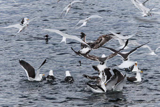 Stormo di uccelli affamati su un banco di sardine, Canale di Beagle - Argentina