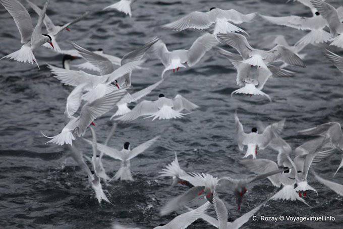 Sterne volo hirundinacées un banco di sardine, Ushuaia, Canale di Beagle - Argentina