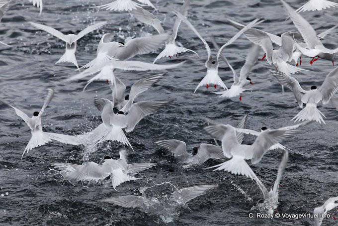 Ushuaia, un'altra vista degli uccelli su un banco di sardine, Canale di Beagle - Argentina