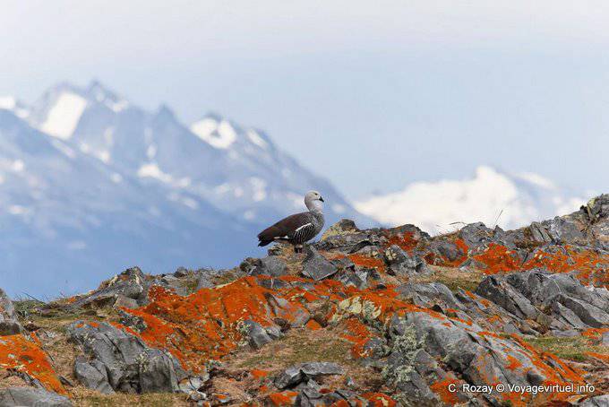 Ushuaia, Upland Goose, Canale di Beagle - Argentina