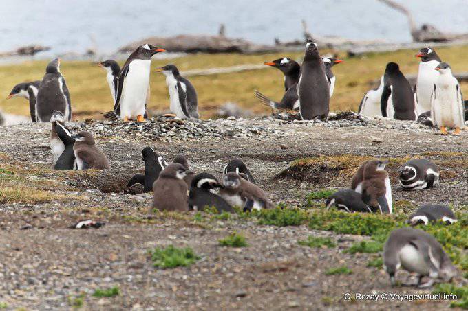 Pinguino famiglia nel loro nido, Canale di Beagle, Ushuaia - Argentina