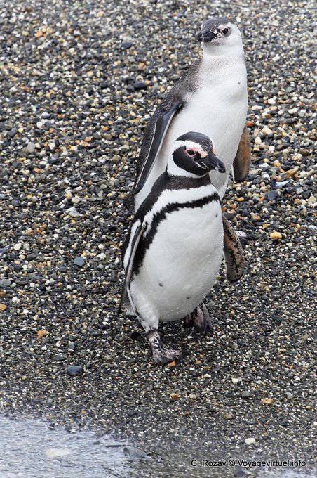Due pinguini di Magellano, Canale di Beagle, Ushuaia - Argentina