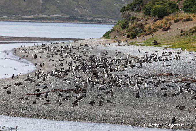 Colonia di pinguini, pinguini, Canale di Beagle, Ushuaia - Argentina