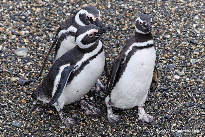 Trio Spheniscus magellanicus, Canale di Beagle, Ushuaia - Argentina