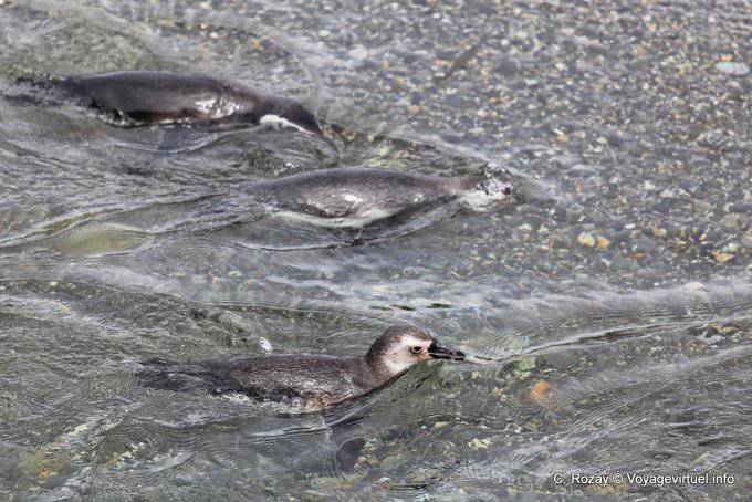 Nuoto pinguini, pinguini, Canale di Beagle, Ushuaia - Argentina