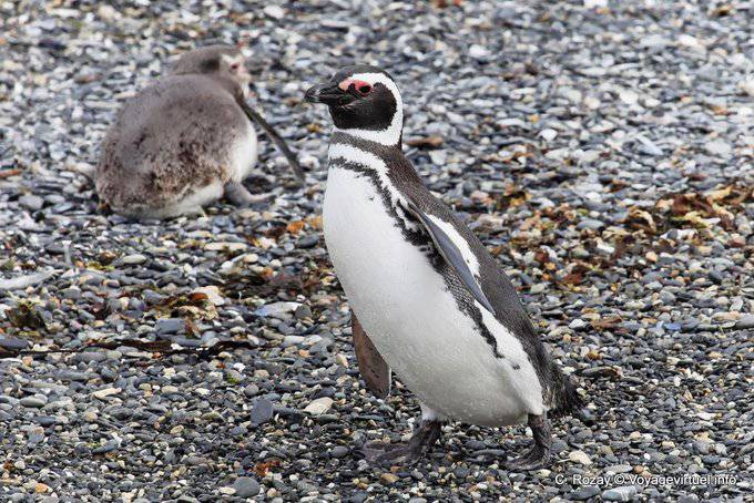 Pinguini Camminare a papera, Canale di Beagle, Ushuaia - Argentina