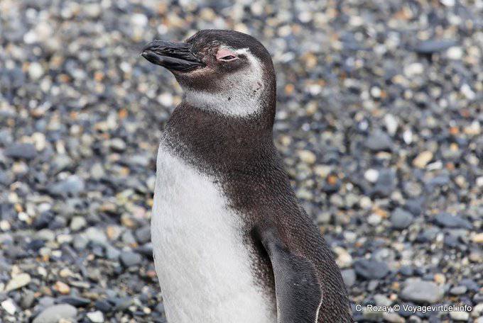 Lo sguardo Spheniscus magellanicus, Canale di Beagle, Ushuaia - Argentina