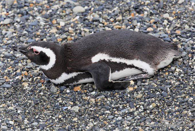 Pinguini a riposo, Canale di Beagle, Ushuaia - Argentina