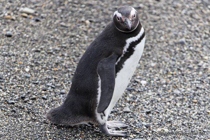 Guarda pinguino, pinguini, Canale di Beagle, Ushuaia - Argentina