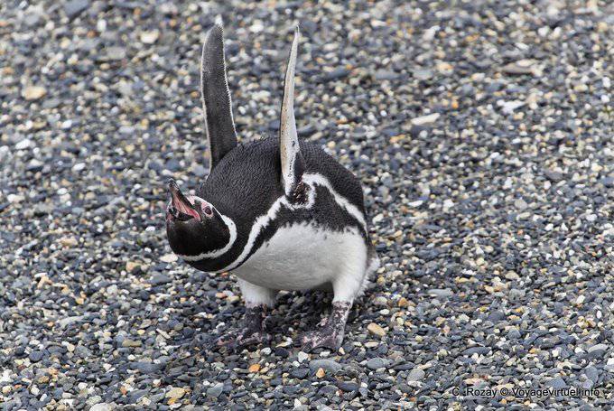 Rabbia Penguin, Canale di Beagle, Ushuaia - Argentina
