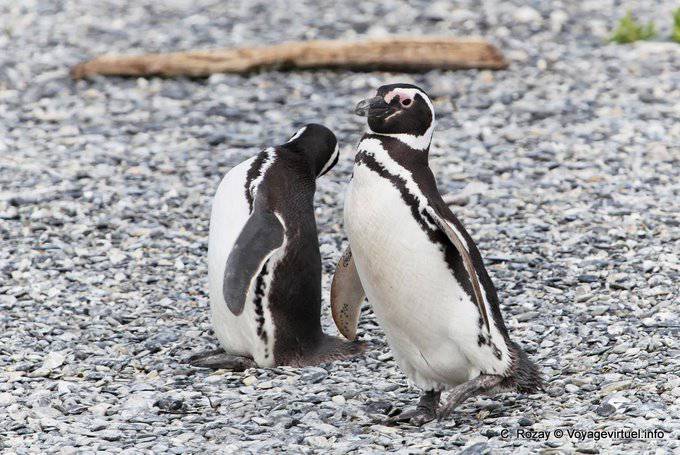 Pinguini a piedi Magellano, Canale di Beagle, Ushuaia - Argentina