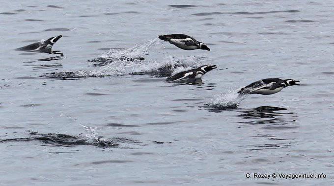 Ushuaia, Penguins volo, Canale di Beagle - Argentina