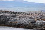 Isola abitata da cormorani e leoni marini, Beagle, Ushuaia, Argentina.