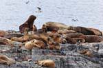Marinai Lions isola sul Canale di Beagle, Ushuaia, Argentina.
