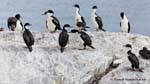 Ushuaia, cormorani reali, Canale di Beagle, Argentina.