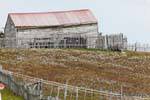 Campo fiorito, Estancia Harberton, Ushuaia, Argentina.
