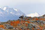 Ushuaia, Upland Goose, Canale di Beagle, Argentina.