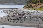 Colonia di pinguini, pinguini, Canale di Beagle, Ushuaia, Argentina.