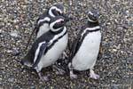 Trio Spheniscus magellanicus, Canale di Beagle, Ushuaia, Argentina.
