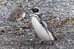 Pinguini Camminare a papera, Canale di Beagle, Ushuaia, Argentina.