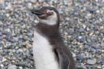 Lo sguardo Spheniscus magellanicus, Canale di Beagle, Ushuaia, Argentina.