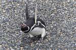 Rabbia Penguin, Canale di Beagle, Ushuaia, Argentina.