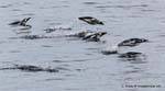 Ushuaia, Penguins volo, Canale di Beagle, Argentina.